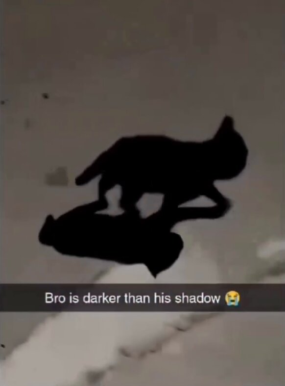 Un chat noir plus sombre que son ombre provoque une crise nationale