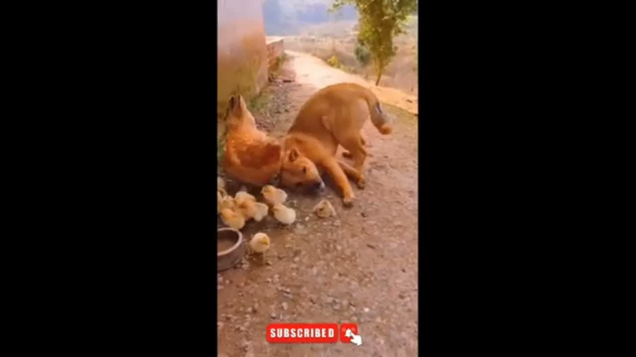 Scandale au Poulailler : Un Chien Déclare la Guerre aux Poussins