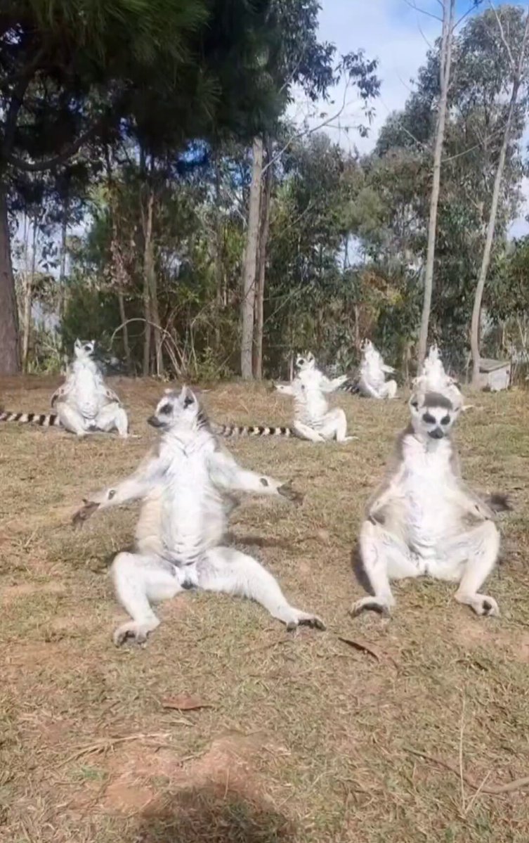 Un groupe de lémuriens lance le yoga en forêt : une révolution zen inattendue