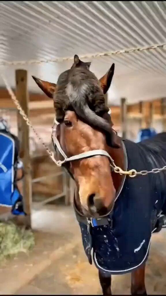 La Mode Équine en Crise : Le Chat sur la Tête du Cheval, Nouveau Standard de la Haute Couture