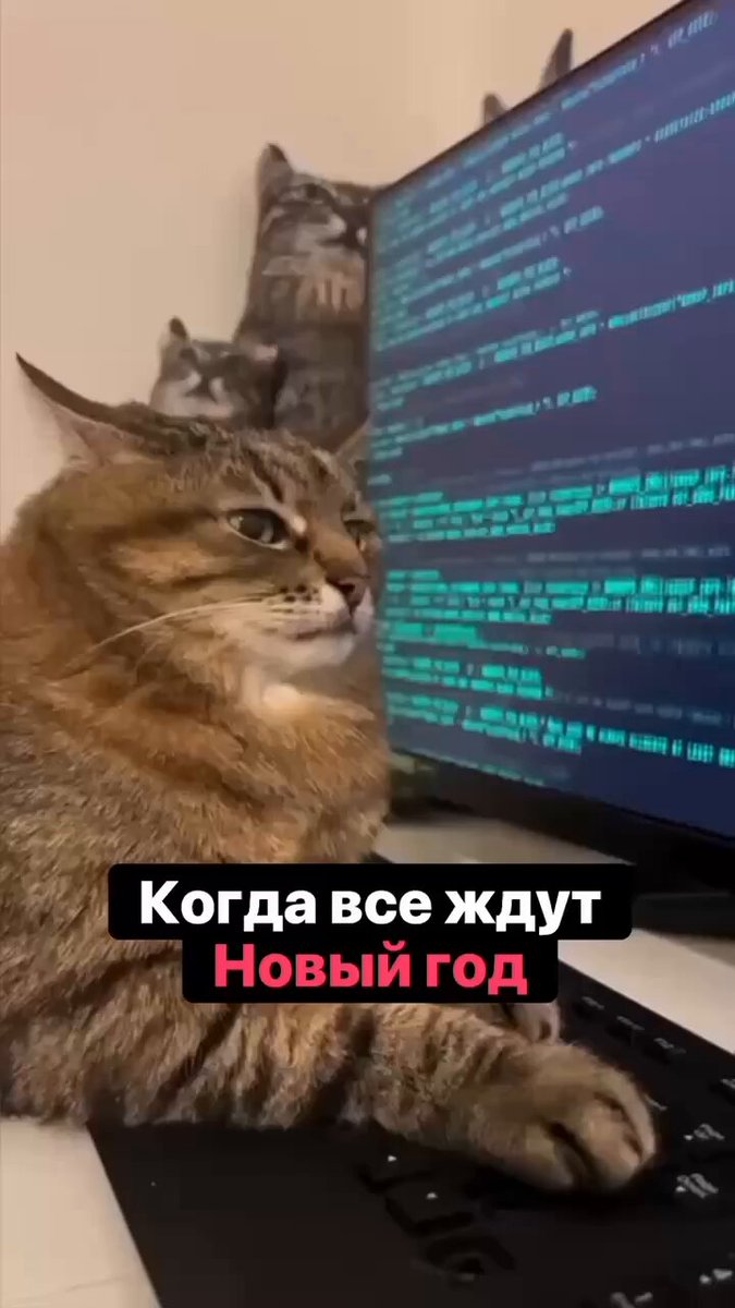 Quand les chats prennent le contrôle du code source du Père Noël