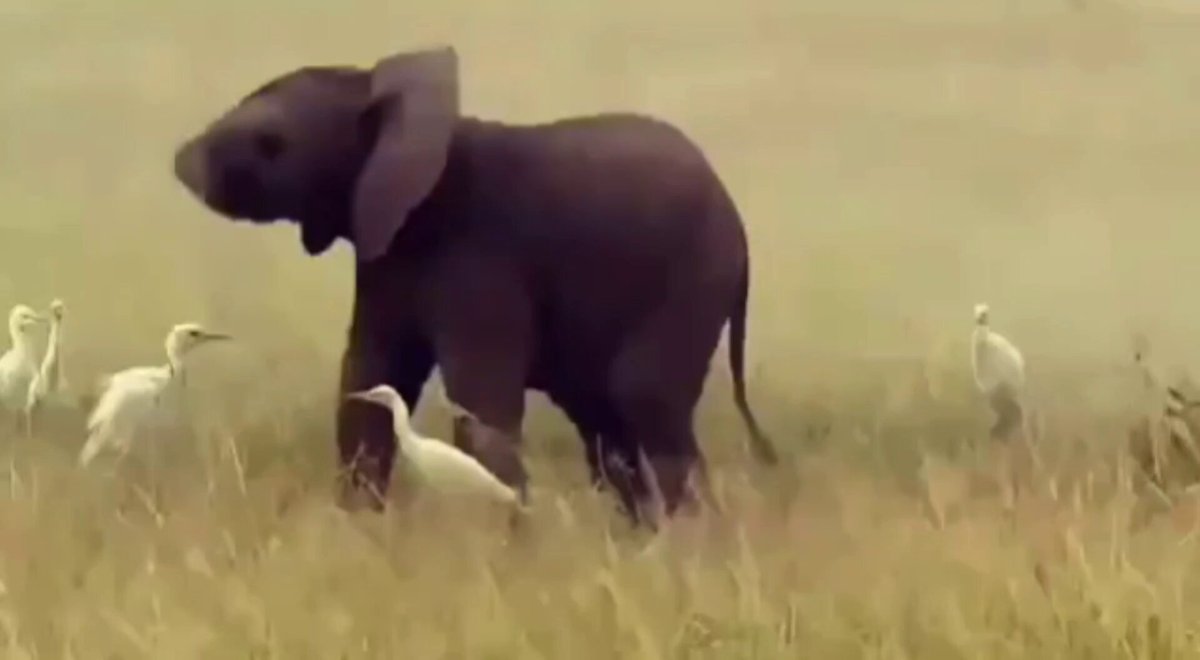 Une danse improbable d’un éléphanteau et des oiseaux secoue la savane