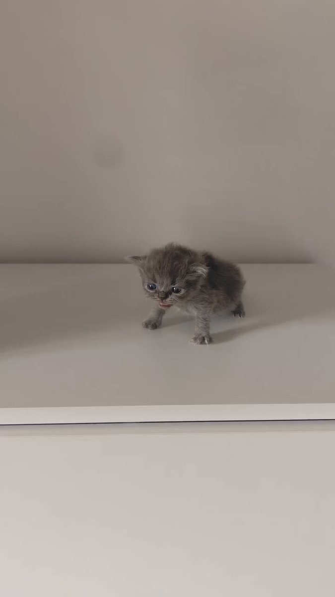 Une Épidémie de Courage Minimale : Les Chatons Face à l'Immensité du Tapis Blanc