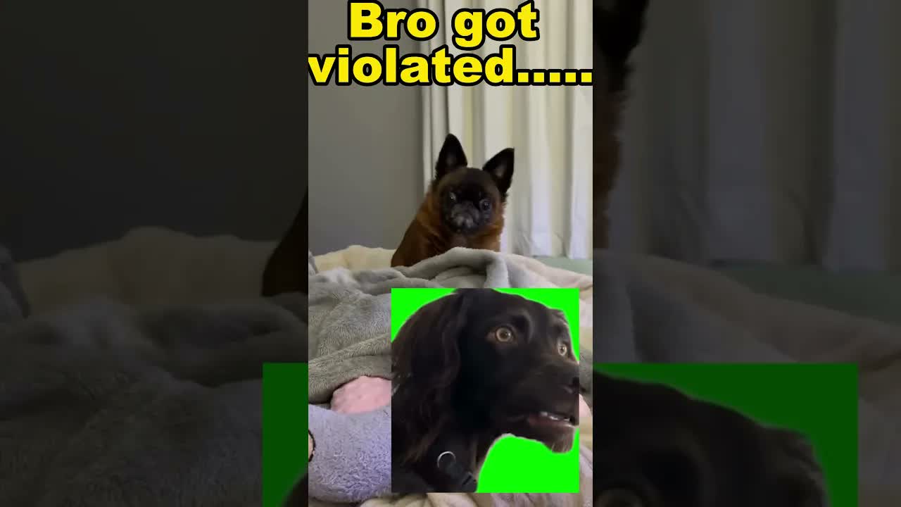 Un chien s'effraie d'un bruit suspect : la France en émoi