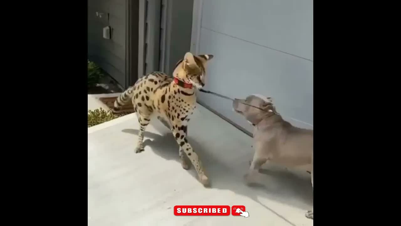 Découverte d'une amitié improbable entre un chat et un chien : une révolution animale en cours !