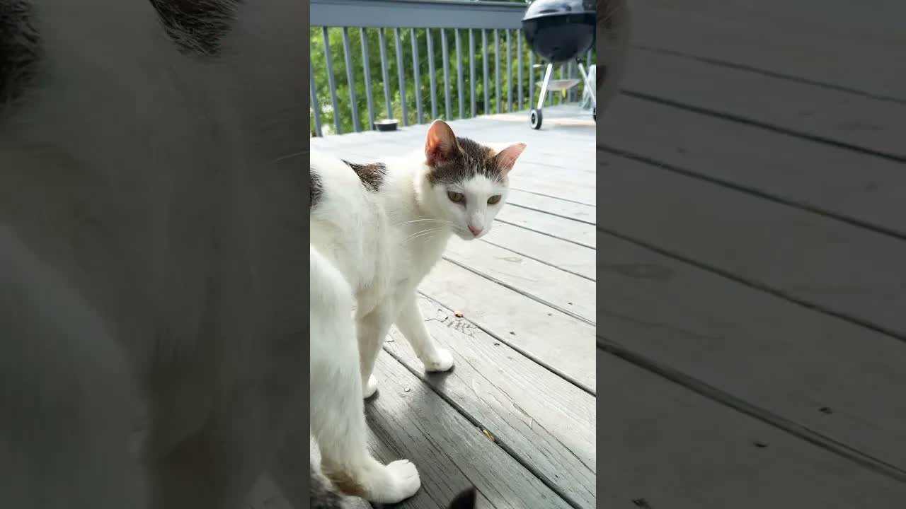 Une Terrasse de Barbecue : Le Nouveau Continent des Chats Explorateurs ?