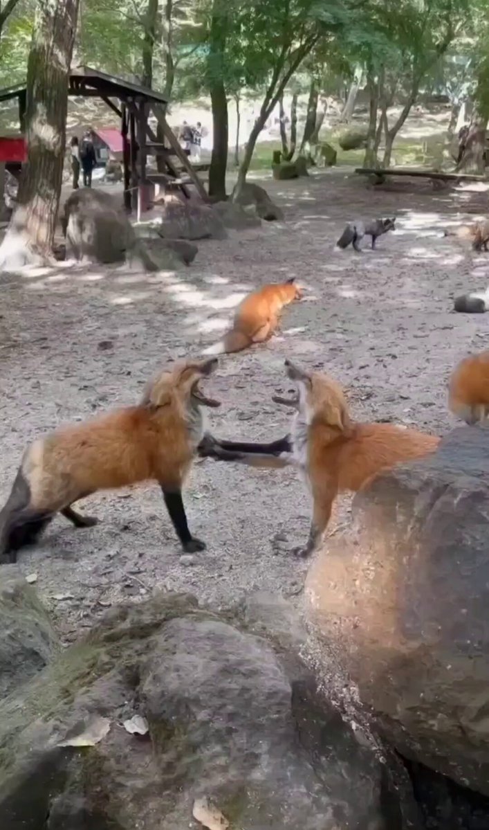 Des Renards Débattent de Mode : Une Révolution dans la Forêt Française