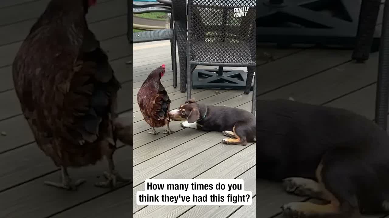 Un chiot et une poule livrent un débat philosophique sur une terrasse en bois