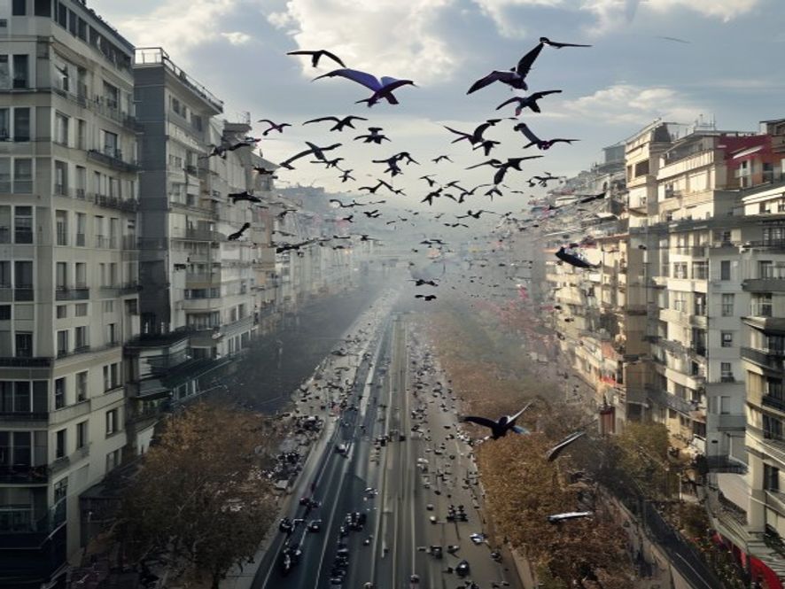 Bucarest envisage un plan d'urgence pour contrer les drones avec des pigeons kamikazes